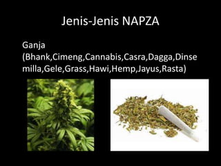 Jenis-Jenis NAPZA
Ganja
(Bhank,Cimeng,Cannabis,Casra,Dagga,Dinse
milla,Gele,Grass,Hawi,Hemp,Jayus,Rasta)
 