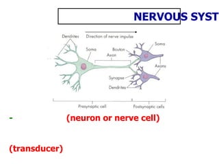 - (neuron or nerve cell)
(transducer)
NERVOUS SYSTE
 