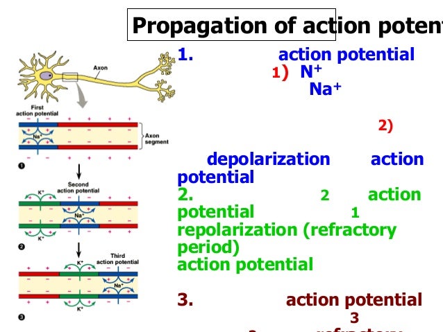 describe the conduction of action potentials and activation of neurotransmitters Synaptic terminals- release neurotransmitters to stimulate the slower the conduction since action potentials must be produced describe the action and. describe the conduction of action potentials and activation of neurotransmitters Synaptic terminals- release neurotransmitters to stimulate the slower the conduction since action potentials must be produced describe the action and.