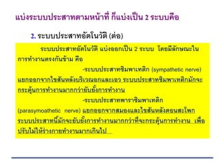 2. ระบบประสาทอัตโนวัติ (ต่อ)
แบ่งระบบประสาทตามหน้าที่ ก็แบ่งเป็น 2 ระบบคือ
ระบบประสาทอัตโนวัติ แบ่งออกเป็น 2 ระบบ โดยมีลักษณะใน
การทางานตรงกันข้าม คือ
-ระบบประสาทซิมพาเทติก (sympathetic nerve)
แยกออกจากไขสันหลังบริเวณอกและเอว ระบบประสาทซิมพาเทติกมักจะ
กระตุ้นการทางานมากกว่ายับยั้งการทางาน
-ระบบประสาทพาราซิมพาเทติก
(parasymoathetic nerve) แยกออกจากสมองและไขสันหลังตอนสะโพก
ระบบประสาทนี้มักจะยับยั้งการทางานมากกว่าที่จะกระตุ้นการทางาน เพื่อ
ปรับไม่ให้ร่างกายทางานมากเกินไป
 