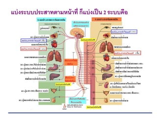 2. ระบบประสาทอัตโนวัติ
แบ่งระบบประสาทตามหน้าที่ ก็แบ่งเป็น 2 ระบบคือ
 