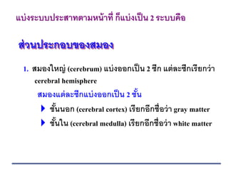 แบ่งระบบประสาทตามหน้าที่ ก็แบ่งเป็น 2 ระบบคือ
ส่วนประกอบของสมอง
1. สมองใหญ่ (cerebrum) แบ่งออกเป็น 2 ซีก แต่ละซีกเรียกว่า
cerebral hemisphere
สมองแต่ละซีกแบ่งออกเป็น 2 ชั้น
 ชั้นนอก (cerebral cortex) เรียกอีกชื่อว่า gray matter
 ชั้นใน (cerebral medulla) เรียกอีกชื่อว่า white matter
 