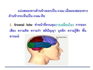 แบ่งสมองทางด้านข้างออกเป็น 4 lobe เมื่อมองสมองทาง
ด้านข้างจะเห็นเป็น 4 lobe คือ
1. frontal lobe ทาหน้าที่ควบคุมการเคลื่อนไหว การออก
เสียง ความคิด ความจา สติปัญญา บุคลิก ความรู้สึก พื้น
อารมณ์
 