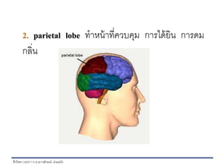 ชีววิทยา (424111)อ.เยาวลักษณ์ น่วมธนัง
2. parietal lobe ทาหน้าที่ควบคุม การได้ยิน การดม
กลิ่น
 