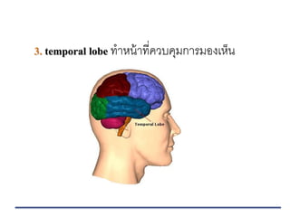3. temporal lobe ทาหน้าที่ควบคุมการมองเห็น
 