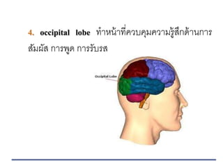 4. occipital lobe ทาหน้าที่ควบคุมความรู้สึกด้านการ
สัมผัส การพูด การรับรส
 