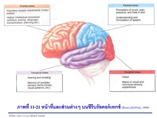 ชีววิทยา (424111)อ.เยาวลักษณ์ น่วมธนัง
ภาพที่ 11-21 หน้าที่และส่วนต่างๆ บนซีรีบรัลคอร์เทกซ์ (Brum และคณะ,1994)
 