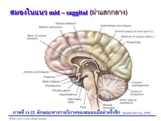 ชีววิทยา (424111)อ.เยาวลักษณ์ น่วมธนัง
สมองในแนว mid – saggital (ผ่าแสกกลาง)
ภาพที่ 11-22 ลักษณะทางกายวิภาคของสมองเมื่อผ่าครึ่งซีก (Graaffและ Fox, 1995)
 