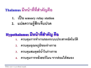 ชีววิทยา (424111)อ.เยาวลักษณ์ น่วมธนัง
Thalamus มีหน้าที่ที่สาคัญคือ
1. เป็น sensory relay station
2. แปลความรู้สึกเจ็บปวด
Hypothalamus มีหน้าที่สาคัญ คือ
1. ควบคุมการทางานของระบบประสาทอัตโนวัติ
2. ควบคุมอุณหภูมิของร่างกาย
3. ควบคุมสมดุลย์น้าในร่างกาย
4. ควบคุมการหลั่งฮอร์โมน จากต่อมใต้สมอง
 