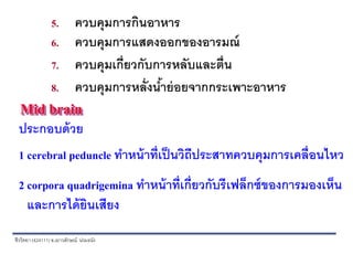 ชีววิทยา (424111)อ.เยาวลักษณ์ น่วมธนัง
5. ควบคุมการกินอาหาร
6. ควบคุมการแสดงออกของอารมณ์
7. ควบคุมเกี่ยวกับการหลับและตื่น
8. ควบคุมการหลั่งน้าย่อยจากกระเพาะอาหาร
Mid brain
ประกอบด้วย
1 cerebral peduncle ทาหน้าที่เป็นวิถีประสาทควบคุมการเคลื่อนไหว
2 corpora quadrigemina ทาหน้าที่เกี่ยวกับรีเฟล็กซ์ของการมองเห็น
และการได้ยินเสียง
 
