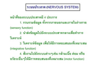 ระบบประสาท (NERVOUS SYSTEM)
หน้าที่ของระบบประสาทมี 4 ประการ
1. รวบรวมข้อมูล ทั้งจากภายนอกและภายในร่างกาย
(sensory function)
2. นาส่งข้อมูลไปยังระบบประสาทกลางเพื่อทาการ
วิเคราะห์
3. วิเคราะห์ข้อมูล เพื่อให้มีการตอบสนองที่เหมาะสม
(integrative function)
4. สั่งงานไปยังระบบต่างๆเช่น กล้ามเนื้อ ต่อม หรือ
อวัยวะอื่นๆให้มีการตอบสนองที่เหมาะสม (motor function)
 