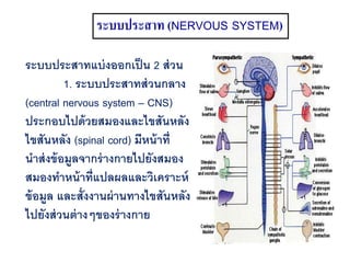 ระบบประสาท (NERVOUS SYSTEM)
ระบบประสาทแบ่งออกเป็น 2 ส่วน
1. ระบบประสาทส่วนกลาง
(central nervous system – CNS)
ประกอบไปด้วยสมองและไขสันหลัง
ไขสันหลัง (spinal cord) มีหน้าที่
นาส่งข้อมูลจากร่างกายไปยังสมอง
สมองทาหน้าที่แปลผลและวิเคราะห์
ข้อมูล และสั่งงานผ่านทางไขสันหลัง
ไปยังส่วนต่างๆของร่างกาย
 