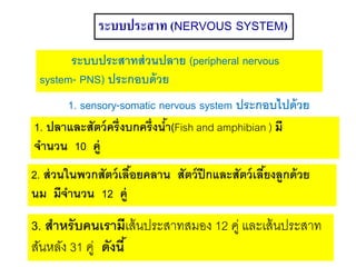 ระบบประสาท (NERVOUS SYSTEM)
1. sensory-somatic nervous system ประกอบไปด้วย
ระบบประสาทส่วนปลาย (peripheral nervous
system- PNS) ประกอบด้วย
1. ปลาและสัตว์ครึ่งบกครึ่งน้า(Fish and amphibian ) มี
จานวน 10 คู่
2. ส่วนในพวกสัตว์เลื้อยคลาน สัตว์ปีกและสัตว์เลี้ยงลูกด้วย
นม มีจานวน 12 คู่
3. สาหรับคนเรามีเส้นประสาทสมอง 12 คู่ และเส้นประสาท
สันหลัง 31 คู่ ดังนี้
 