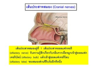 เส้นประสาทสมอง (Cranial nerves)
เส้นประสาทสมองคู่ที่ 1 เส้นประสาทออลแฟกทอรี
(olfactory nerve) รับความรู้สึกเกี่ยวกับกลิ่นจากเยื่อจมูกเข้าสู่ออลแฟก
เทอรีบัลบ์ (olfactory bulb) แล้วเข้าสู่ออลแฟเทอรีโลบ
(olfactory lobe) ของสมองส่วนซีรีบรัมอีกทีหนึ่ง
 
