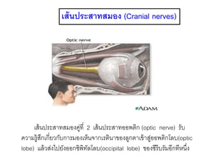 เส้นประสาทสมอง (Cranial nerves)
เส้นประสาทสมองคู่ที่ 2 เส้นประสาทออพติก (optic nerve) รับ
ความรู้สึกเกี่ยวกับการมองเห็นจากเรตินาของลูกตาเข้าสู่ออพติกโลบ(optic
lobe) แล้วส่งไปยังออกซิพิทัลโลบ(occipital lobe) ของซีรีบรัมอีกทีหนึ่ง
 