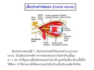 เส้นประสาทสมอง (Cranial nerves)
เส้นประสาทสมองคู่ที่ 3 เส้นประสาทออคิวโลมอเตอร์ (oculomotor
nerve) เป็นเส้นประสาทสั่งการจากสมองส่วนกลางไปยังกล้ามเนื้อลูก
ตา 4 มัด ทาให้ลูกตาเคลื่อนไหวกลอกตาไปมาได้ และยังไปเลี้ยงกล้ามเนื้อที่ทา
ให้ลืมตา ทาให้ม่านตาหรี่หรือขยายและไปยังกล้ามเนื้อปรับเลนส์ตาอีกด้วย
 