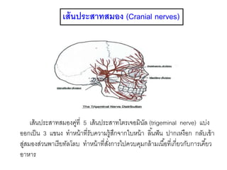 เส้นประสาทสมอง (Cranial nerves)
เส้นประสาทสมองคู่ที่ 5 เส้นประสาทไตรเจอมินัล (trigeminal nerve) แบ่ง
ออกเป็น 3 แขนง ทาหน้าที่รับความรู้สึกจากใบหน้า ลิ้นฟัน ปากเหงือก กลับเข้า
สู่สมองส่วนพาเรียทัลโลบ ทาหน้าที่สั่งการไปควบคุมกล้ามเนื้อที่เกี่ยวกับการเคี้ยว
อาหาร
 