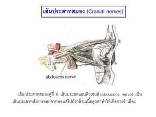 เส้นประสาทสมอง (Cranial nerves)
เส้น ประสาทสมองคู่ที่ 6 เส้นประสทแอบดิวเซนส์ (abducens nerve) เป็น
เส้นประสาทสั่งการออกจากพอนส์ไปยังกล้ามเนื้อลูกตาทาให้เกิดการชาเลือง
 