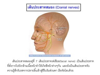 เส้นประสาทสมอง (Cranial nerves)
เส้นประสาทสมองคู่ที่ 7 เส้นประสาทเฟเชียล(facial nerve) เป็นเส้นประสาท
ที่สั่งการไปยังกล้ามเนื้อหน้าทาให้เกิดสีหน้าต่างๆกัน และยังเป็นเส้นประสาทรับ
ความรู้สึกรับรสจากปลายลิ้นเข้าสู่ซีรีบรัมส่วนพา เรียทัลโลบด้วย
 