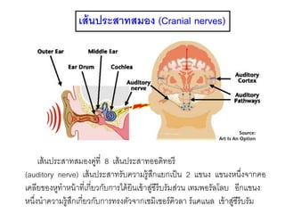 เส้นประสาทสมอง (Cranial nerves)
เส้นประสาทสมองคู่ที่ 8 เส้นประสาทออดิทอรี
(auditory nerve) เส้นประสาทรับความรู้สึกแยกเป็น 2 แขนง แขนงหนึ่งจากคอ
เคลียของหูทาหน้าที่เกี่ยวกับการได้ยินเข้าสู่ซีรีบรัมส่วน เทมพอรัลโลบ อีกแขนง
หนึ่งนาความรู้สึกเกี่ยวกับการทรงตัวจากเซมิเซอร์คิวลา ร์แคแนล เข้าสู่ซีรีบรัม
 