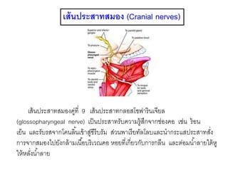 เส้นประสาทสมอง (Cranial nerves)
เส้นประสาทสมองคู่ที่ 9 เส้นประสาทกลอสโซฟารินเจียล
(glossopharyngeal nerve) เป็นประสาทรับความรู้สึกจากช่องคอ เช่น ร้อน
เย็น และรับรสจากโคนลิ้นเข้าสู่ซีรีบรัม ส่วนพาเรียทัลโลบและนากระแสประสาทสั่ง
การจากสมองไปยังกล้ามเนื้อบริเวณคอ หอยที่เกี่ยวกับการกลืน และต่อมน้าลายใต้หู
ให้หลั่งน้าลาย
 