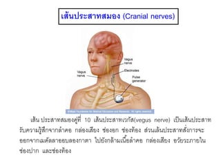 เส้นประสาทสมอง (Cranial nerves)
เส้น ประสาทสมองคู่ที่ 10 เส้นประสาทเวกัส(vegus nerve) เป็นเส้นประสาท
รับความรู้สึกจากลาคอ กล่องเสียง ช่องอก ช่องท้อง ส่วนเล้นประสาทสั่งการจะ
ออกจากเมดัลลาออบลองกาตา ไปยังกล้ามเนื้อลาคอ กล่องเสียง อวัยวะภายใน
ช่องปาก และช่องท้อง
 