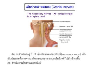 เส้นประสาทสมอง (Cranial nerves)
เส้นประสาทสมองคู่ ที่ 11 เส้นประสาทแอกเซสซอรี(accessory nerve) เป็น
เส้นประสาทสั่งการจากเมดัลลาออบลองกาตาและไขสันหลังไปยังกล้ามเนื้อ
คอ ช่วยในการเอียงคอและยกไหล่
 