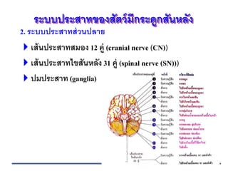 ระบบประสาทของสัตว์มีกระดูกสันหลัง
2. ระบบประสาทส่วนปลาย
เส้นประสาทสมอง 12 คู่ (cranial nerve (CN))
เส้นประสาทไขสันหลัง 31 คู่ (spinal nerve (SN)))
ปมประสาท (ganglia)
 