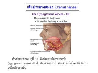 เส้นประสาทสมอง (Cranial nerves)
เส้นประสาทสมองคู่ที่ 12 เส้นประสาทไฮโพกลอสวัล
(hypoglossal nerve) เป็นเส้นประสาทสั่งการไปยังกล้ามเนื้อลิ้นทาให้เกิดการ
เคลื่อนไหวของลิ้น
 