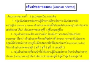 เส้นประสาทสมอง (Cranial nerves)
เส้นประสาทสมองทั้ง 12 คู่แบ่งออกเป็น 3 กลุ่มคือ
1. กลุ่มเส้นประสาทรับความรู้สึกอย่างเดียว เรียกว่า เส้นประสาทรับ
ความรู้สึก (sensory nerve) เส้นประสาทกลุ่มนี้มีตัวเซลล์ประสาทอยู่ในปมประสาท
เซลล์สมอง ได้แก่ เส้นประสาทสมองคู่ที่ 1 คู่ที่ 2 และคู่ที่ 8
2. กลุ่มเส้นประสาทสั่งการอย่างเดียว โดยสั่งการจากสมองไปยังอวัยวะ
ตอบสนอง เรียกว่า เส้นประสาทสั่งการหรือนาคาสั่ง (motor nerve) เส้นประสาท
กลุ่มนี้มีตัวเซลล์ประสาทอยู่ที่เปลือกสมองหรือซีรีบัลคอร์เทกซ์ (cerebral cortex)
ได้แก่ เส้นประสาทสมองคู่ที่ 3 คู่ที่ 4 คู่ที่ 6 คู่ที่ 11 และคู่ที่12
3. กลุ่มเส้นประสาทที่ทาหน้าที่ทั้งรับความรู้สึกและสั่งการ เรียกว่าเส้นประสาท
ประสม (mixed nerve) ได้แก่ เส้นประสาทสมองคู่ที่ 5 คู่ที่ 7 คู่ที่ 9 และคู่ที่ 10
 