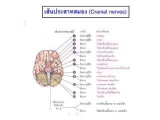 เส้นประสาทสมอง (Cranial nerves)
 