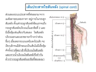 เส้นประสาทไขสันหลัง (spinal cord)
ส่วนของระบบประสาทที่ต่อออกมาจาก
เมดัลลาออบลองกาตา อยู่ภายในกระดูก
สันหลัง ตั้งแต่กระดูกสันหลังข้อแรกจนถึง
กระดูกสันหลังบริเวณบั้นเอวข้อที่ 2 และ
มีเยื่อหุ้มเช่นเดียวกับสมอง ไขสันหลัง
บริเวณอกและเอวขยายกว้างกว่าส่วน
อื่นๆ เมื่อเลยกระเบนเหน็บลงไปแล้ว จะ
เรียวเล็กจนมีลักษณะเป็นเส้นไม่มีเยื่อหุ้ม
ดังนั้นการฉีดยาเข้าที่บริเวณไขสันหลัง
และเจาะน้าบริเวณไขสันหลังจึงทากัน
ต่ากว่ากระดูกสันหลังเอวข้อที่สองลงมา
 