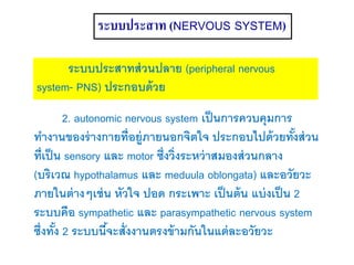 ระบบประสาท (NERVOUS SYSTEM)
ระบบประสาทส่วนปลาย (peripheral nervous
system- PNS) ประกอบด้วย
2. autonomic nervous system เป็นการควบคุมการ
ทางานของร่างกายที่อยู่ภายนอกจิตใจ ประกอบไปด้วยทั้งส่วน
ที่เป็น sensory และ motor ซึ่งวิ่งระหว่าสมองส่วนกลาง
(บริเวณ hypothalamus และ meduula oblongata) และอวัยวะ
ภายในต่างๆเช่น หัวใจ ปอด กระเพาะ เป็นต้น แบ่งเป็น 2
ระบบคือ sympathetic และ parasympathetic nervous system
ซึ่งทั้ง 2 ระบบนี้จะสั่งงานตรงข้ามกันในแต่ละอวัยวะ
 
