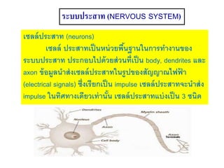 ระบบประสาท (NERVOUS SYSTEM)
เซลล์ประสาท (neurons)
เซลล์ ประสาทเป็นหน่วยพื้นฐานในการทางานของ
ระบบประสาท ประกอบไปด้วยส่วนที่เป็น body, dendrites และ
axon ข้อมูลนาส่งเซลล์ประสาทในรูปของสัญญาณไฟฟ้ า
(electrical signals) ซึ่งเรียกเป็น impulse เซลล์ประสาทจะนาส่ง
impulse ในทิศทางเดียวเท่านั้น เซลล์ประสาทแบ่งเป็น 3 ชนิด
 