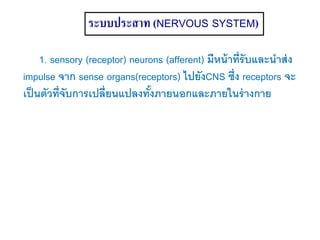ระบบประสาท (NERVOUS SYSTEM)
1. sensory (receptor) neurons (afferent) มีหน้าที่รับและนาส่ง
impulse จาก sense organs(receptors) ไปยังCNS ซึ่ง receptors จะ
เป็นตัวที่จับการเปลี่ยนแปลงทั้งภายนอกและภายในร่างกาย
 