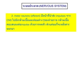 ระบบประสาท (NERVOUS SYSTEM)
2. motor neurons (efferent) มีหน้าที่นาส่ง impulses จาก
CNS ไปยังกล้ามเนื้อและต่อมต่างๆของร่ายกาย กล้ามเนื้อ
ตอบสนองต่อimpulse ด้วยการหดตัว ส่วนต่อมก็จะหลั่งสาร
ออกมา
 