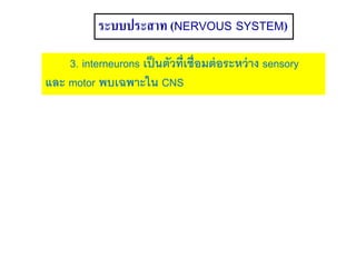 ระบบประสาท (NERVOUS SYSTEM)
3. interneurons เป็นตัวที่เชื่อมต่อระหว่าง sensory
และ motor พบเฉพาะใน CNS
 