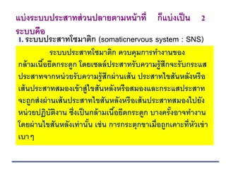 1. ระบบประสาทโซมาติก (somaticnervous system : SNS)
แบ่งระบบประสาทส่วนปลายตามหน้าที่ ก็แบ่งเป็น 2
ระบบคือ
ระบบประสาทโซมาติก ควบคุมการทางานของ
กล้ามเนื้อยึดกระดูก โดยเซลล์ประสาทรับความรู้สึกจะรับกระแส
ประสาทจากหน่วยรับความรู้สึกผ่านเส้น ประสาทไขสันหลังหรือ
เส้นประสาทสมองเข้าสู่ไขสันหลังหรือสมองและกระแสประสาท
จะถูกส่งผ่านเส้นประสาทไขสันหลังหรือเส้นประสาทสมองไปยัง
หน่วยปฏิบัติงาน ซึ่งเป็นกล้ามเนื้อยึดกระดูก บางครั้งอาจทางาน
โดยผ่านไขสันหลังเท่านั้น เช่น การกระตุกขาเมื่อถูกเคาะที่หัวเข่า
เบาๆ
 