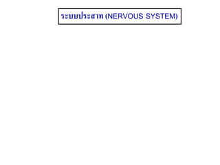 ระบบประสาท (NERVOUS SYSTEM)
 