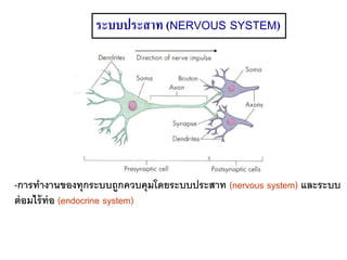 -การทางานของทุกระบบถูกควบคุมโดยระบบประสาท (nervous system) และระบบ
ต่อมไร้ท่อ (endocrine system)
ระบบประสาท (NERVOUS SYSTEM)
 