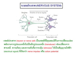 -เซลล์ประสาท (neuron or nerve cell) เป็นเซลล์ที่มีคุณสมบัติในการเปลี่ยนแปลง
พลังงานจากรูปแบบหนึ่งไปเป็นอีกรูปแบบหนึ่ง (transducer) เช่นเปลี่ยนจาก
สารเคมี ความร้อน และความดันที่มากระตุ้น (stimulus) ให้เป็นสัญญาณไฟฟ้ า
(electrical signal) ที่เรียกว่า nerve impulse หรือ action potential
ระบบประสาท (NERVOUS SYSTEM)
 
