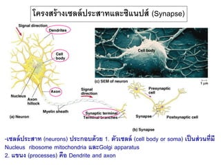 โครงสร้างเซลล์ประสาทและซิแนปส์ (Synapse)
-เซลล์ประสาท (neurons) ประกอบด้วย 1. ตัวเซลล์ (cell body or soma) เป็นส่วนที่มี
Nucleus ribosome mitochondria และGolgi apparatus
2. แขนง (processes) คือ Dendrite and axon
 