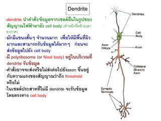 Dendrite
-dendrite นาคาสั่ง/ข้อมูลจากเซลล์อื่นในรูปของ
สัญญาณไฟฟ้ ามายัง cell body (ทาหน้าที่คล้ายเสา
อากาศ)
-มักมีแขนงสั้นๆ จานวนมาก เพื่อให้มีพื้นที่ผิว
มากและสามารถรับข้อมูลได้มากๆ ก่อนจะ
ส่งข้อมูลไปยัง cell body
-มี polyribosome (or Nissl body) อยู่ในบริเวณที่
dendrite รับข้อมูล
-คาสั่งอาจจะส่งหรือไม่ส่งต่อไปยังaxon ขึ้นอยู่
กับความแรงของสัญญาณว่าถึง threshold
หรือไม่
-ในเซลล์ประสาทที่ไม่มี dendrite จะรับข้อมูล
โดยตรงทาง cell body
 