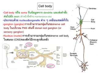 Cell body
-Cell body หรือ soma รับข้อมูลจาก dendrite และส่งคาสั่ง
ต่อไปยัง axon (ทาหน้าที่คล้าย maintenance site)
-ประกอบด้วย nucleus&organelle ต่าง ๆ เหมือนเซลล์ทั่วไป
-ganglion (ganglia):การเข้ามารวมกลุ่มกันของnerve cell
body ในบริเวณ PNS เช่นที่ dorsal root ganglion (or
sensory ganglion)
-Nucleus (nuclei):การเข้ามารวมกลุ่มกันของnerve cell body
ในสมอง (CNS)ของสัตว์มีกระดูกสันหลัง
 