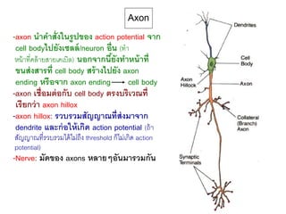 -axon นาคาสั่งในรูปของ action potential จาก
cell bodyไปยังเซลล์/neuron อื่น (ทา
หน้าที่คล้ายสายเคเบิล) นอกจากนี้ยังทาหน้าที่
ขนส่งสารที่ cell body สร้างไปยัง axon
ending หรือจาก axon ending cell body
-axon เชื่อมต่อกับ cell body ตรงบริเวณที่
เรียกว่า axon hillox
-axon hillox: รวบรวมสัญญาณที่ส่งมาจาก
dendrite และก่อให้เกิด action potential (ถ้า
สัญญาณที่รวบรวมได้ไม่ถึง threshold ก็ไม่เกิด action
potential)
-Nerve: มัดของ axons หลายๆอันมารวมกัน
Axon
 