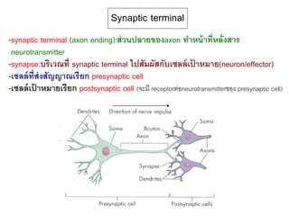 -synaptic terminal (axon ending):ส่วนปลายของaxon ทาหน้าที่หลั่งสาร
neurotransmitter
-synapse:บริเวณที่ synaptic terminal ไปสัมผัสกับเซลล์เป้ าหมาย(neuron/effector)
-เซลล์ที่ส่งสัญญาณเรียก presynaptic cell
-เซลล์เป้ าหมายเรียก postsynaptic cell (จะมี receptorต่อneurotransmitterของ presynaptic cell)
Synaptic terminal
 