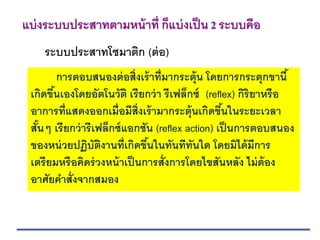 ระบบประสาทโซมาติก (ต่อ)
แบ่งระบบประสาทตามหน้าที่ ก็แบ่งเป็น 2 ระบบคือ
การตอบสนองต่อสิ่งเร้าที่มากระตุ้น โดยการกระตุกขานี้
เกิดขึ้นเองโดยอัตโนวัติ เรียกว่า รีเฟล็กซ์ (reflex) กิริยาหรือ
อาการที่แสดงออกเมื่อมีสิ่งเร้ามากระตุ้นเกิดขึ้นในระยะเวลา
สั้นๆ เรียกว่ารีเฟล็กซ์แอกชัน (reflex action) เป็นการตอบสนอง
ของหน่วยปฏิบัติงานที่เกิดขึ้นในทันทีทันใด โดยมิได้มีการ
เตรียมหรือคิดร่วงหน้าเป็นการสั่งการโดยไขสันหลัง ไม่ต้อง
อาศัยคาสั่งจากสมอง
 