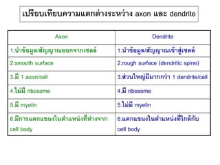 เปรียบเทียบความแตกต่างระหว่าง axon และ dendrite
Axon Dendrite
1.นาข้อมูล/สัญญาณออกจากเซลล์ 1.นาข้อมูล/สัญญาณเข้าสู่เซลล์
2.smooth surface 2.rough surface (dendritic spine)
3.มี 1 axon/cell 3.ส่วนใหญ่มีมากกว่า 1 dendrite/cell
4.ไม่มี ribosome 4.มี ribosome
5.มี myelin 5.ไม่มี myelin
6.มีการแตกแขนงในตาแหน่งที่ห่างจาก
cell body
6.แตกแขนงในตาแหน่งที่ใกล้กับ
cell body
 