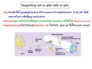 -Glia:ทาหน้าที่ค้าจุนเซลล์ประสาท มีจานวนมากกว่าเซลล์ประสาท 10-50 เท่า ไม่มี
บทบาทในการส่งสัญญาณประสาท
-Astrocyte:glia cellในCNSเกิดtight junctionรอบๆcapillary ทาให้เกิด Blood-brain barrier
-Oligodendrocyte(ในCNS)และSchwann cell (ในPNS): glial cell ที่เป็นmyelin sheath
Supporting cell or glial cells or glia
 
