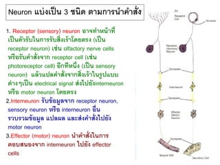 Neuron แบ่งเป็น 3 ชนิด ตามการนาคาสั่ง
1. Receptor (sensory) neuron อาจทาหน้าที่
เป็นตัวรับในการรับสิ่งเร้าโดยตรง (เป็น
receptor neuron) เช่น olfactory nerve cells
หรือรับคาสั่งจาก receptor cell (เช่น
photoreceptor cell) อีกทีหนึ่ง (เป็น sensory
neuron) แล้วแปลคาสั่งจากสิ่งเร้าในรูปแบบ
ต่างๆเป็น electrical signal ส่งไปยังinterneuron
หรือ motor neuron โดยตรง
2.Interneuron รับข้อมูลจาก receptor neuron,
sensory neuron หรือ interneuron อื่น
รวบรวมข้อมูล แปลผล และส่งคาสั่งไปยัง
motor neuron
3.Effector (motor) neuron นาคาสั่งในการ
ตอบสนองจาก interneuron ไปยัง effector
cells
 